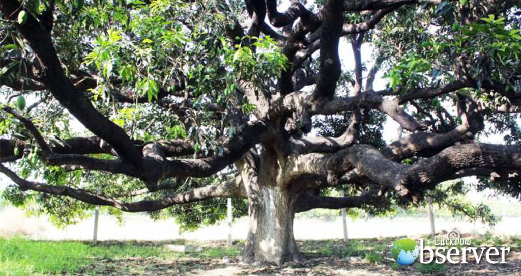 Dussehri Tree