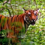 Tale of The Indian Tiger