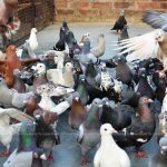 The Ancient Custom of Training Pigeons